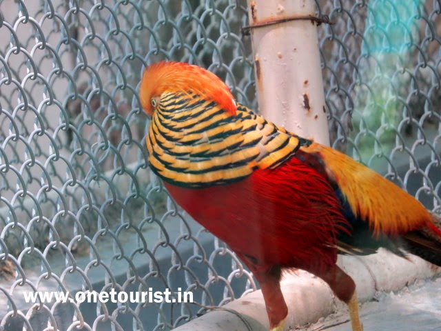 Delhi zoo , timing , route , info and photos 
