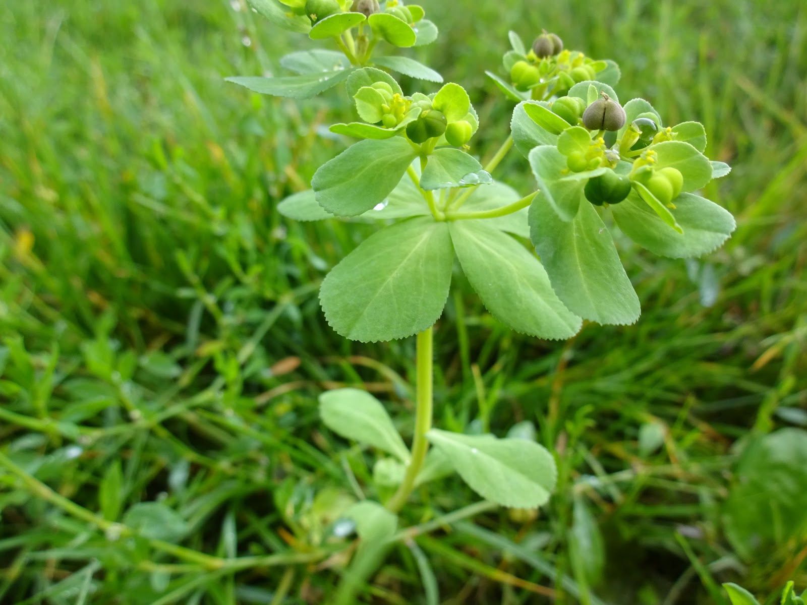 Naturnachbarschaften SonnwendWolfsmilch Euphorbia helioscopia