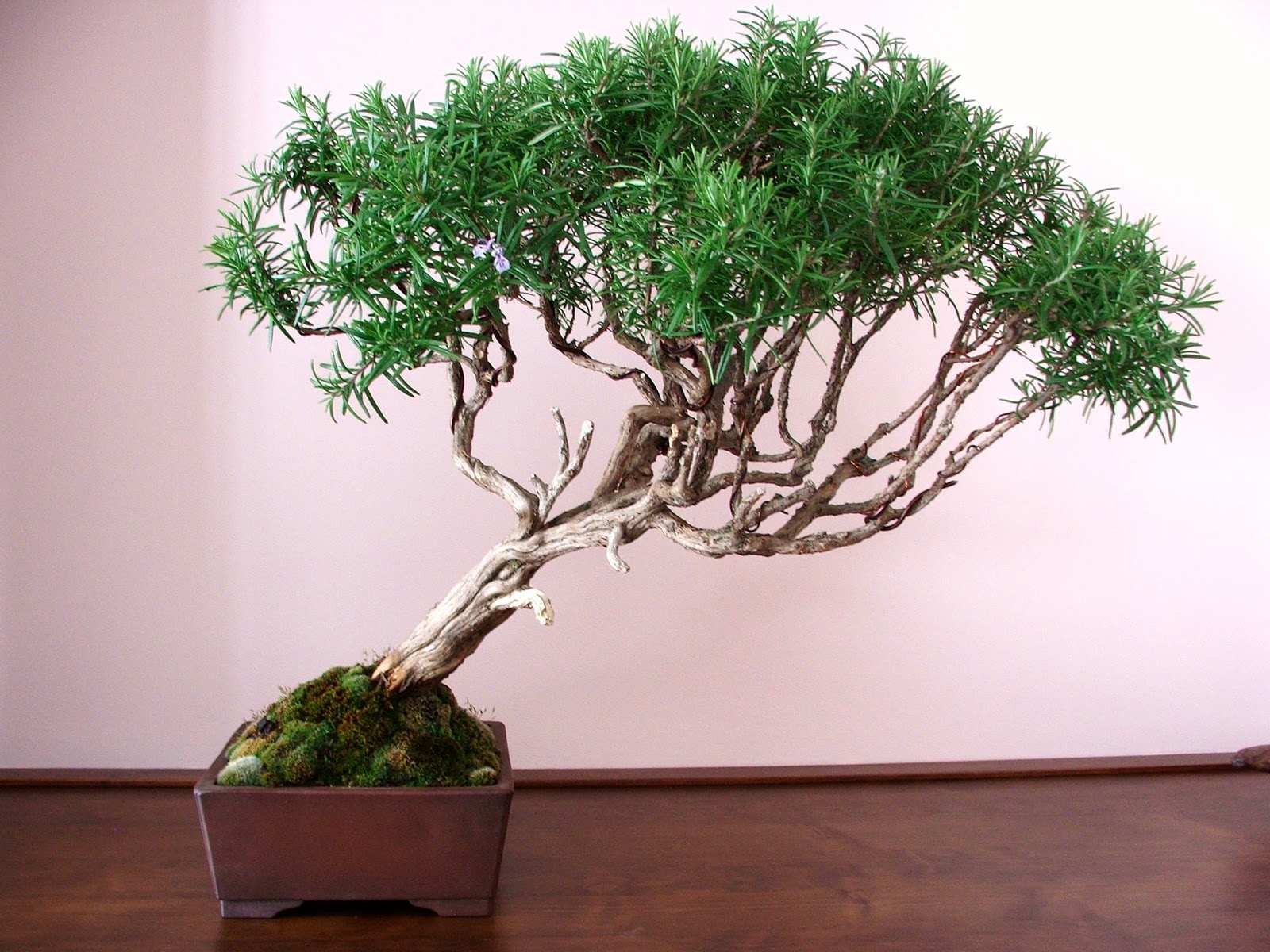 Evoluzione Bonsai Bonsai Di Rosmarino Rosmarinus Officinalis Rosemary