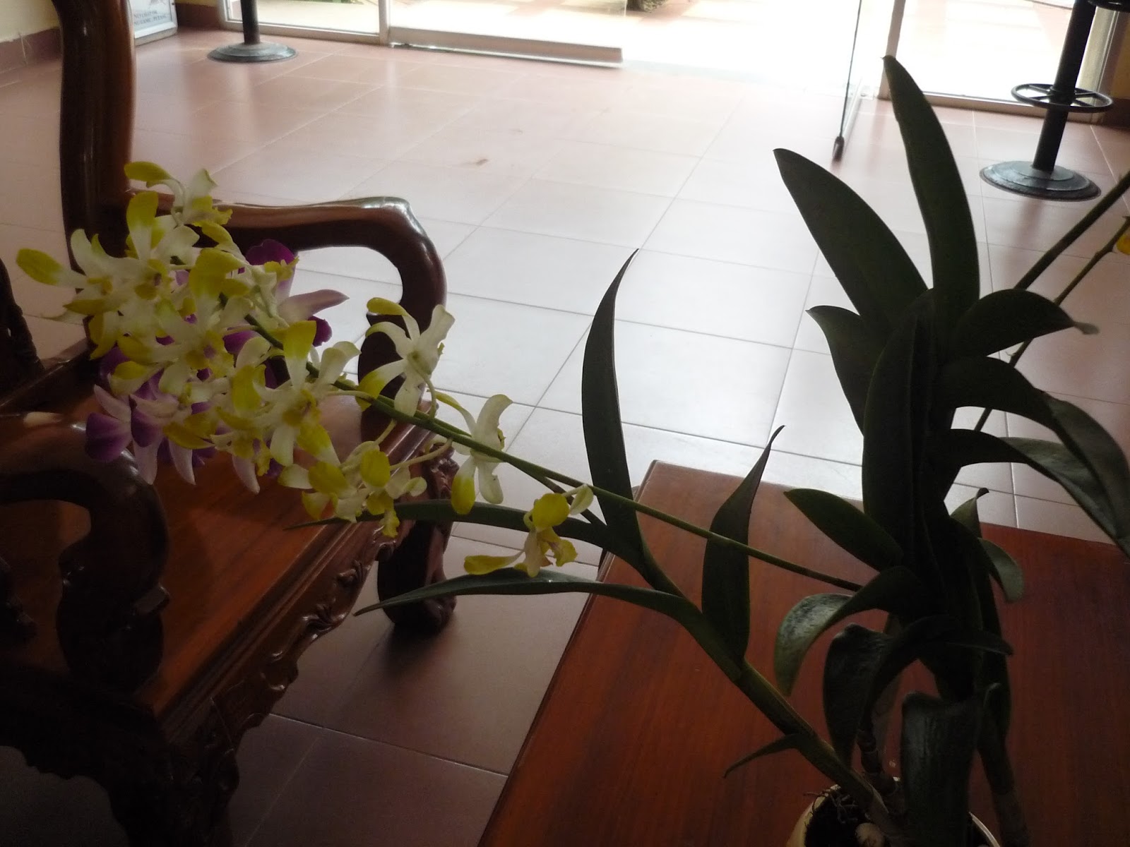 Vườn Cảnh: Cây Nhất Điểm Hoàng (Lan Nhất Điểm Hoàng)