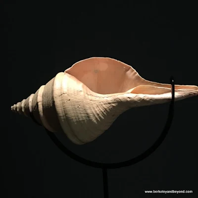 "syrinx aruanus shell" by David Dasprzak in Jewish Folktales Retold show at Contemporary Jewish Museum in San Francisco