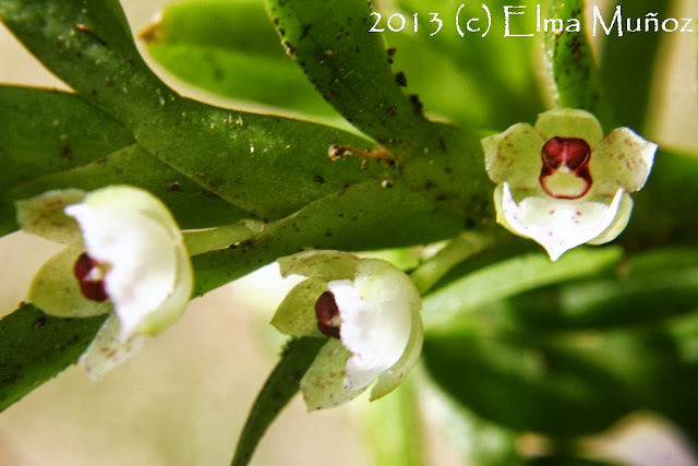 Dichaea anchoraelabia. Orquideas del Perú