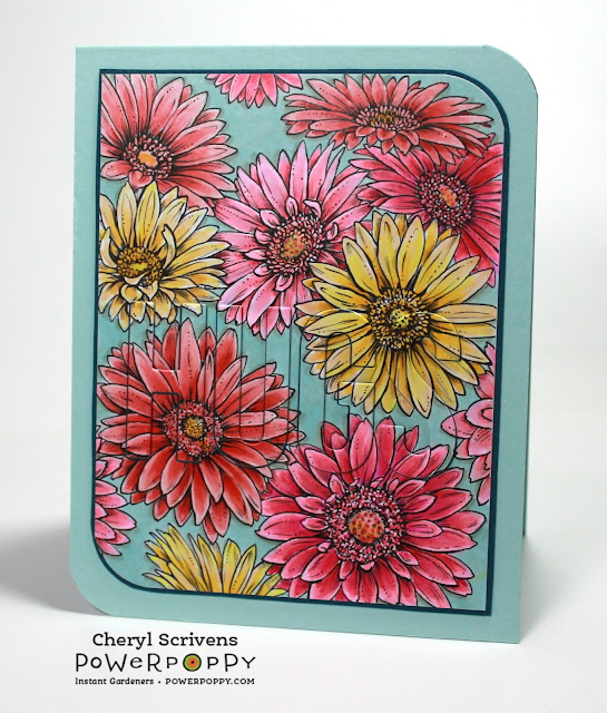 Power Poppy, Marcella Hawley, Kindness is the Way, CherylQuilts, Designed by Cheryl Scrivens, July 2018