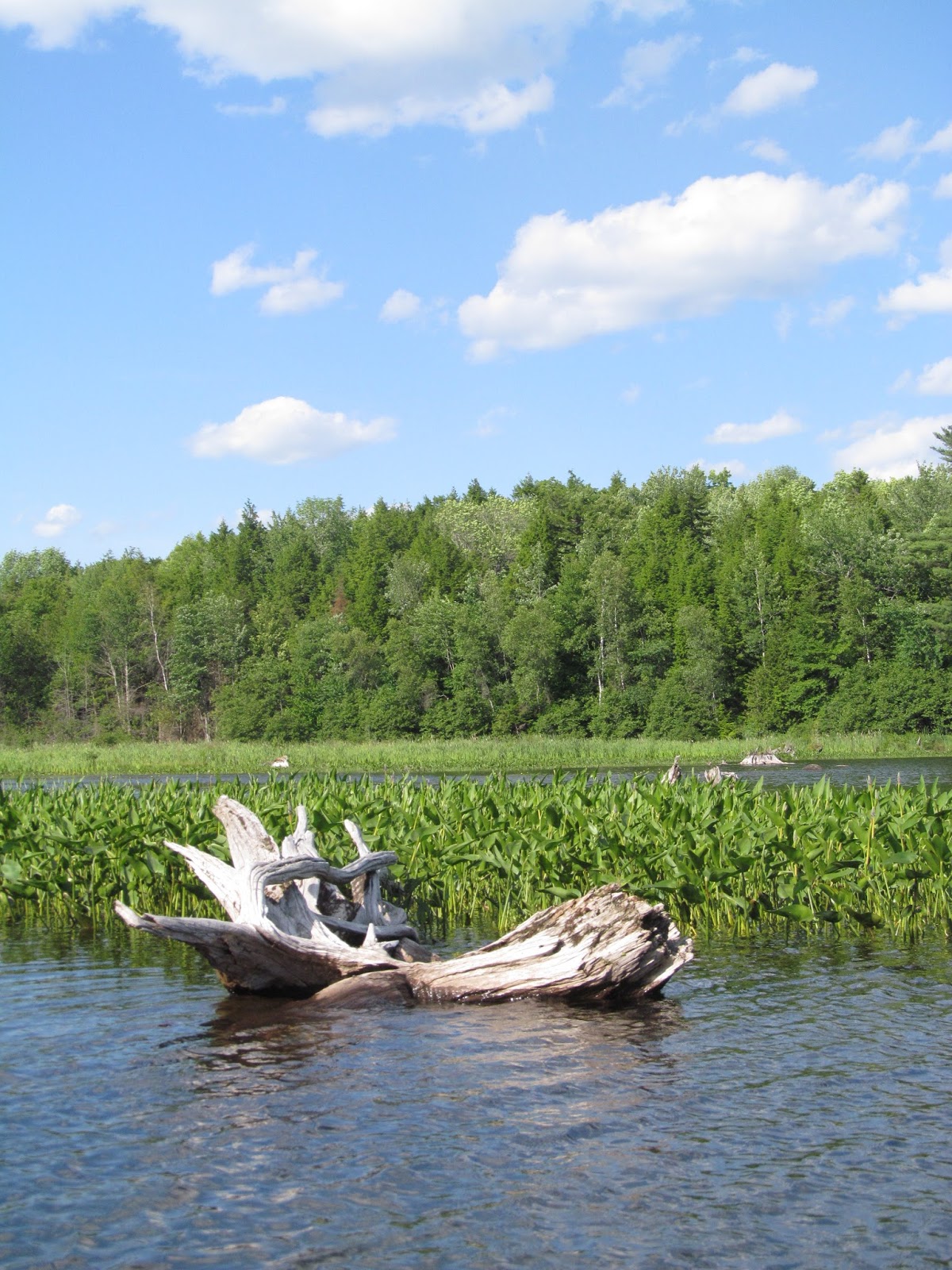 Recreational Kayaking in Maine Stump Pond, Lincoln Maine