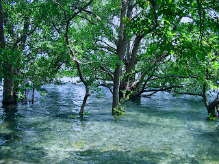 Mangrove Tree Forest At The Edge Of Sea Water