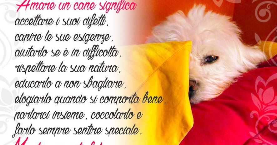 Cdb Cartoline Per Tutti I Gusti Cartolina Amare Un Cane Significa