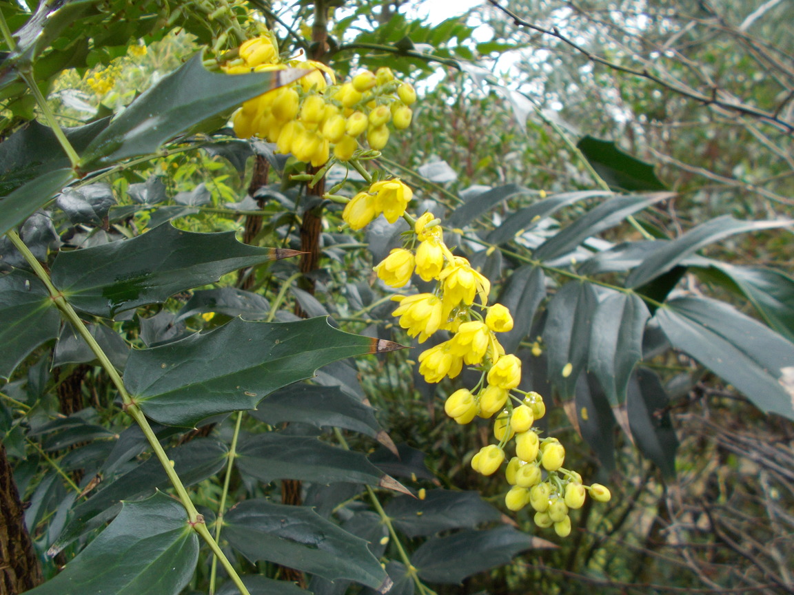 Mahonias Useful Shrubs For A Shady Spot The Backyard Gardener