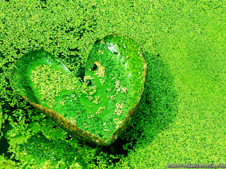 River Love Nature Backgrounds.Jpg