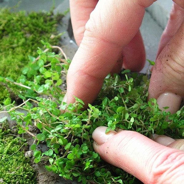 Learn how to make your own Moss Shower Mat Messy Mag