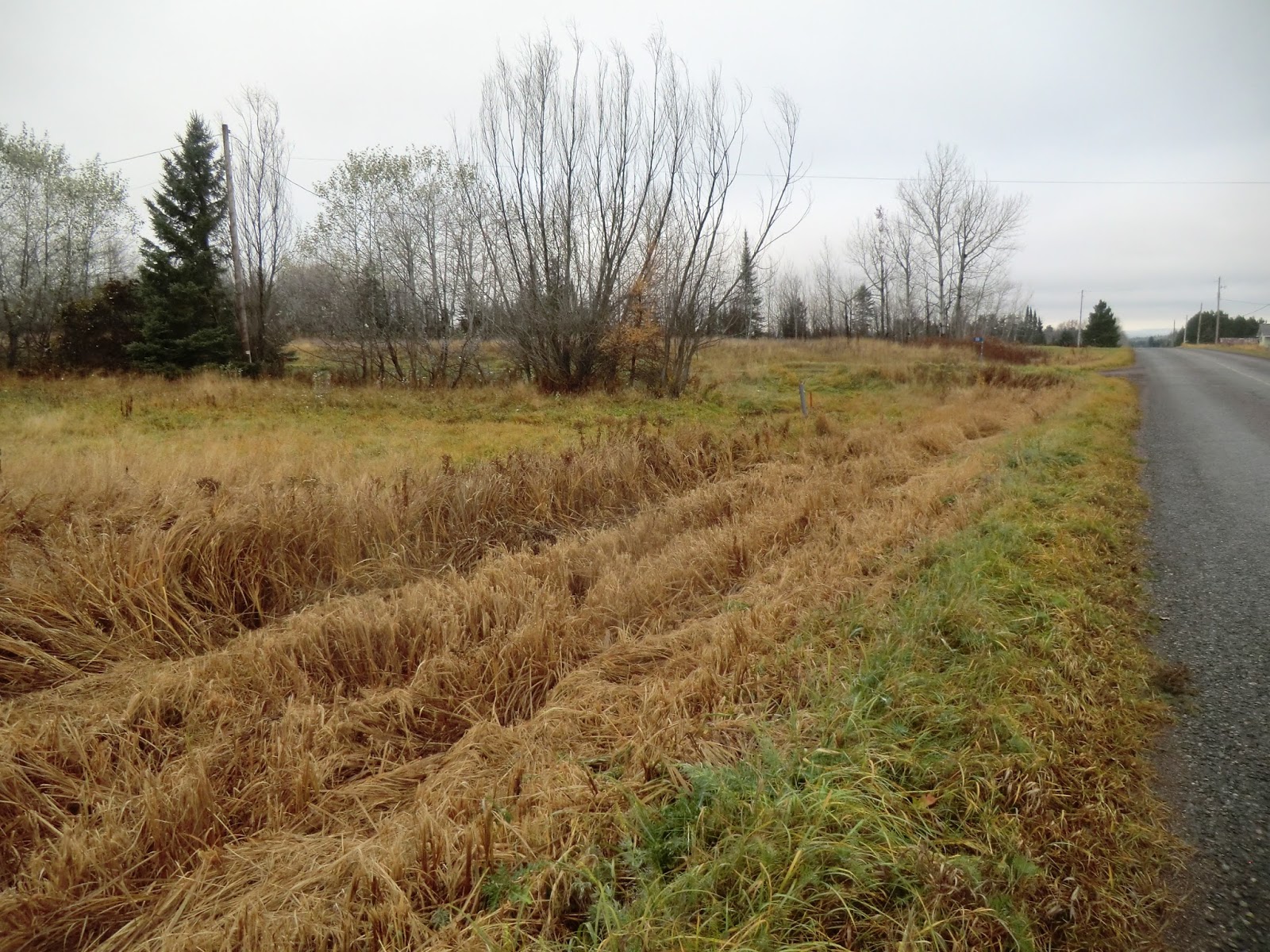 A foggy start to November in Slate River, Ontario