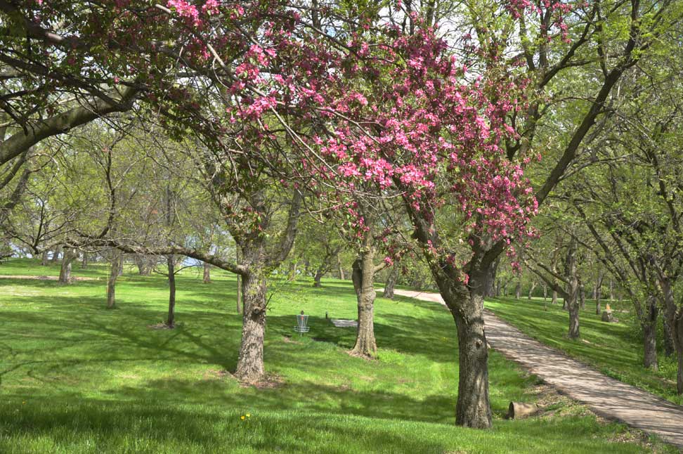 Taken For Granted Oakwood Trees