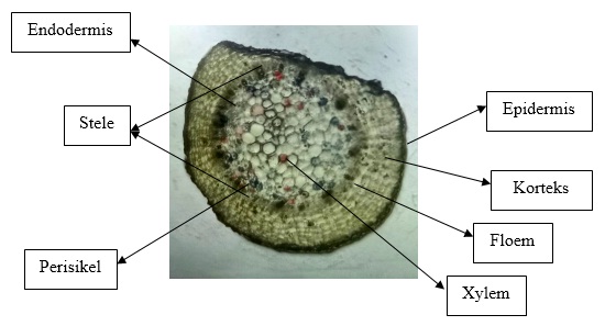 PREPARAT MELINTANG BATANG TUMBUHAN MONOKOTIL DAN DIKOTIL