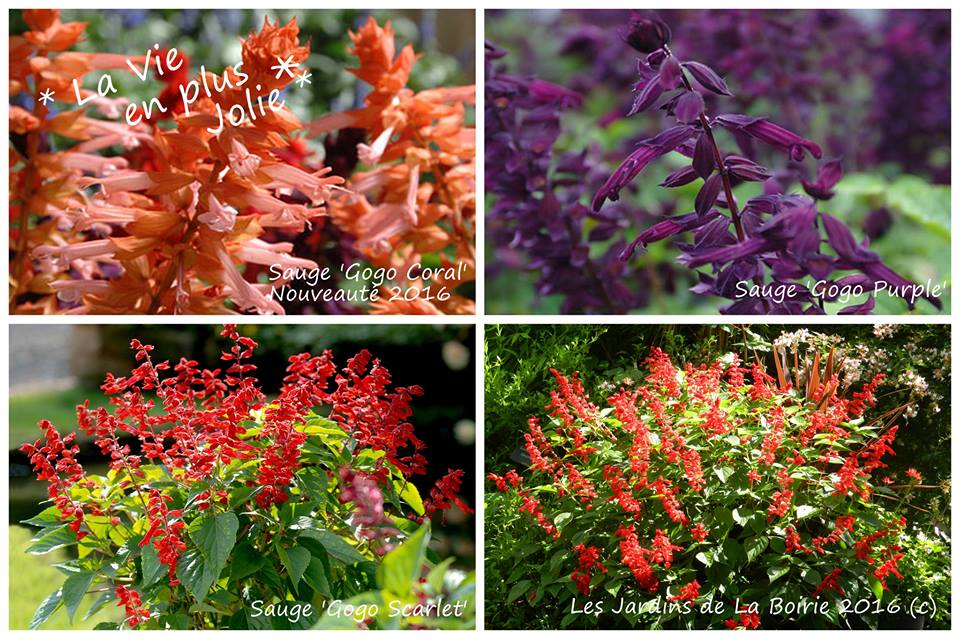 Collection de Sauges ~ Les Jardins Botaniques de la Boirie