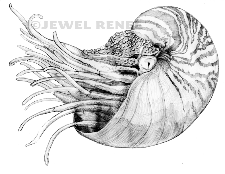 Jewel Renee Illustration: Nautilus Pencil Drawing