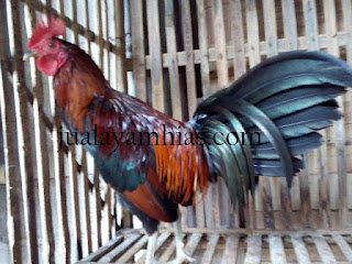 Galeri Foto Ayam Onagadori Terbaru 8 Galeri Foto Ayam Onagadori Terbaru Jual Ayam Hias Ayam Onagadori Usia 6 Bulan
