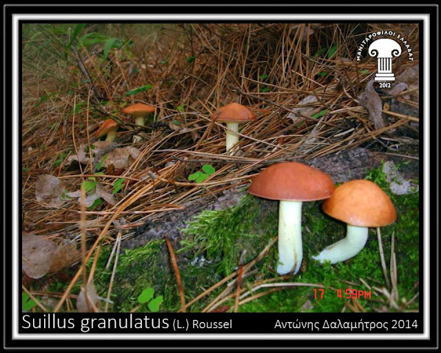 Suillus granulatus (L.) Roussel