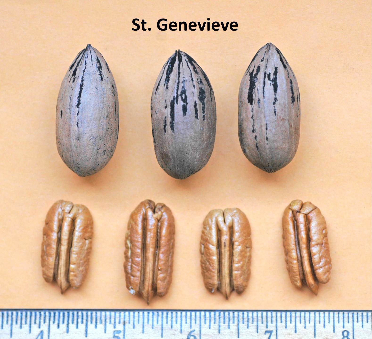 Northern Pecans Pecan seedling selections