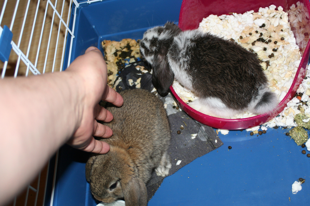 A hermit and his rabbits.