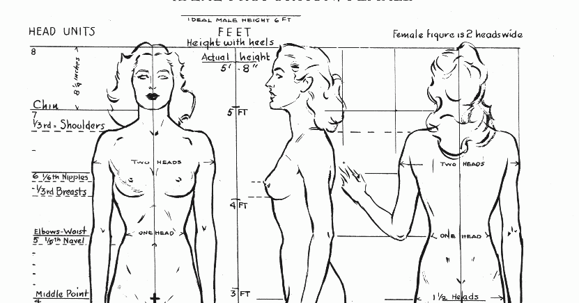 andrew loomis body