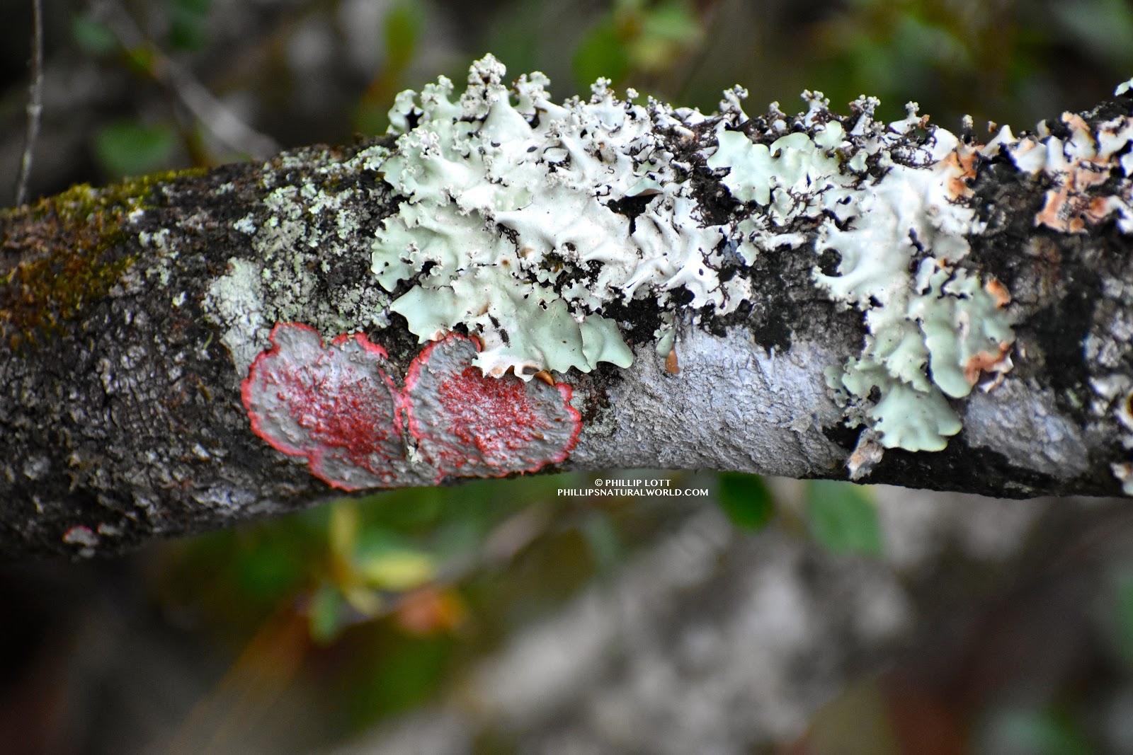 Phillip's Natural World: Christmas Lichen