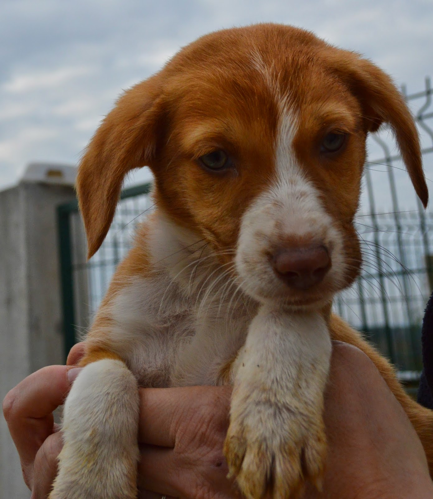 Hunde aus ZentralPortugal adoptieren Raffo