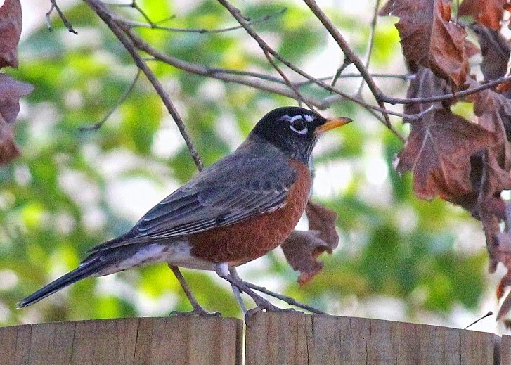 Red House Garden: Common Backyard Birds of the Eastern US
