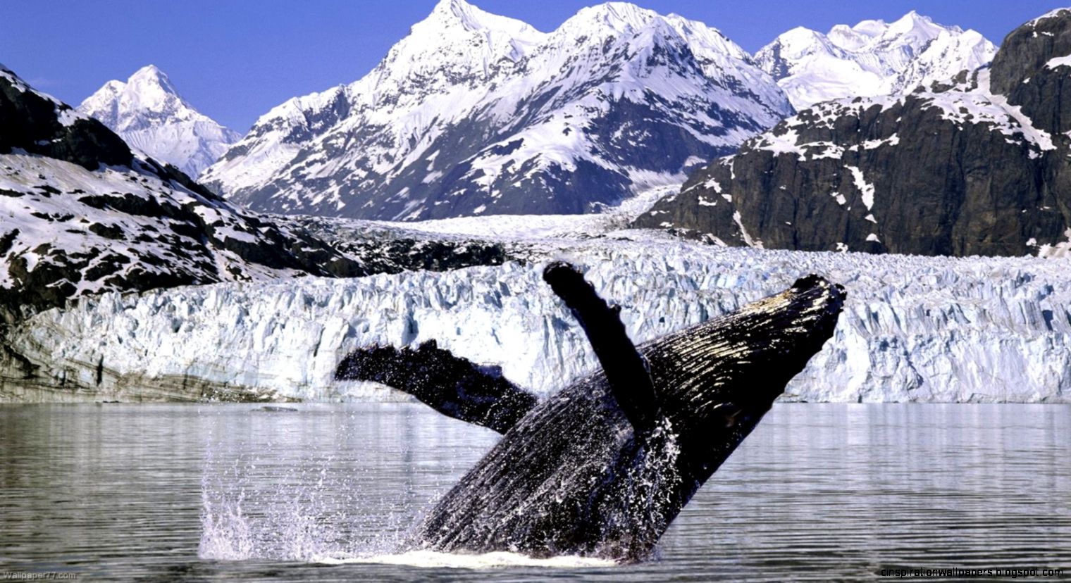 Alaska Whale Desktop Wallpaper