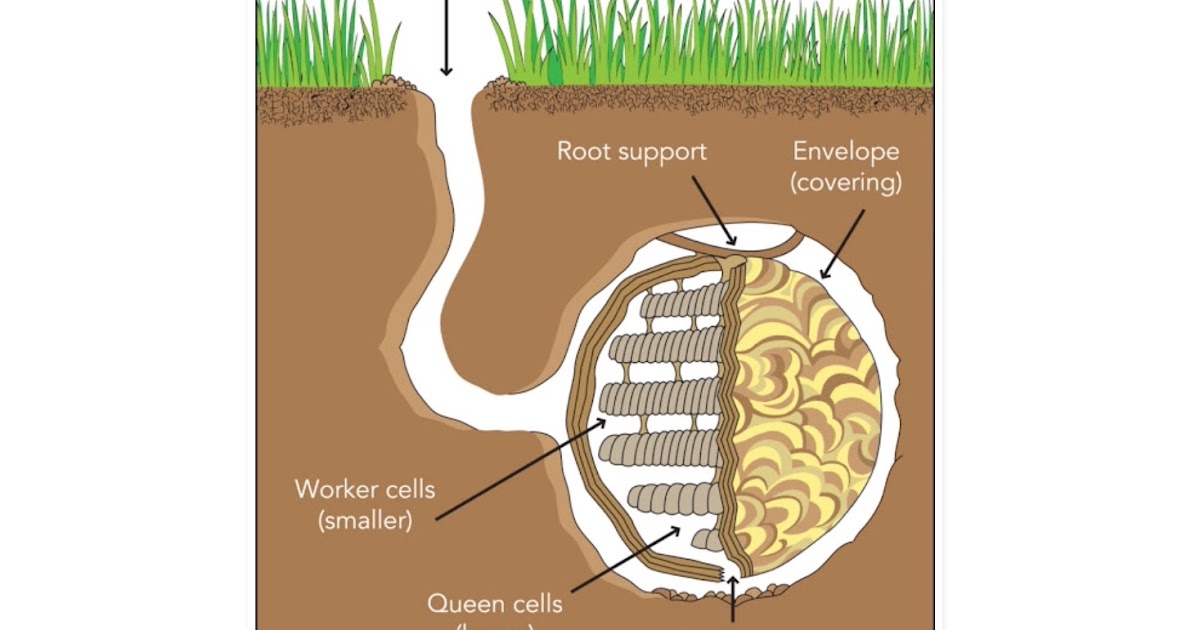 Highlands Country Club Agronomy Underground yellow jacket nests