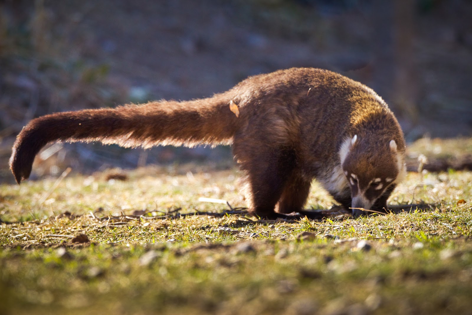 Feather Tailed Stories: White-nosed Coati