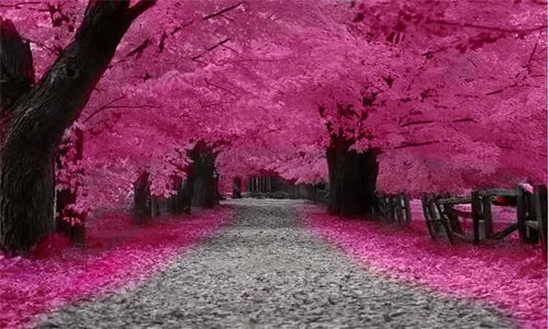  Musim  Bunga  Sakura  Di  Jepang 