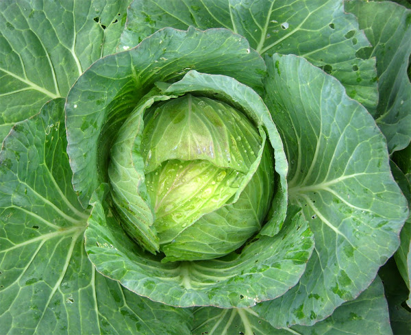 cabbage, growing cabbage, how to grow cabbage, how to start growing cabbage, guide for growing cabbage, growing cabbage organically, growing cabbage in home garden, how to grow cabbage organically