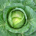 Cabbage & Cauliflower