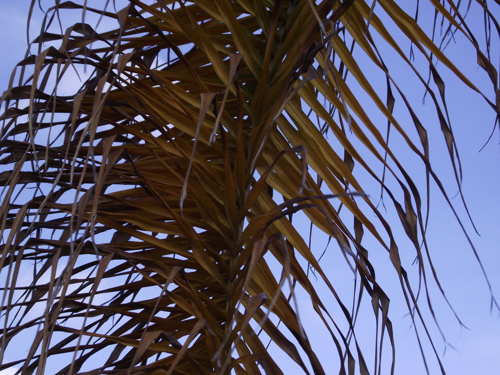 blue tranz San Diego Palm Trees