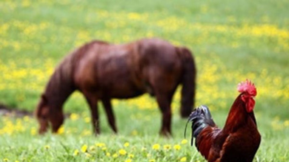 HELP! MY HORSE ATE CHICKEN FEED WHAT SHOULD I DO?