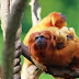 Filhotes de mico-leão-dourado nascem no Beto Carrero World