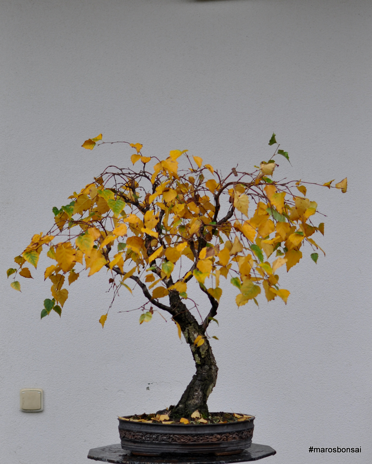 Maros Bonsai Blog Birch "The White Lady"