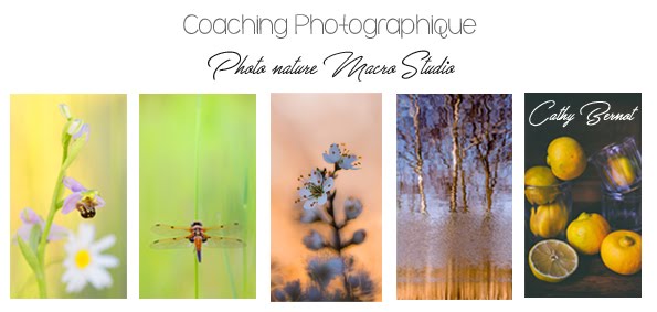 Photographe professionnelle d'art et de nature | Stages et coaching photo tous niveaux
