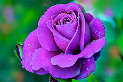 rose violet purple water drops roses flowers awesome flower feel artline creation lavender colored backgrounds pink floral nature