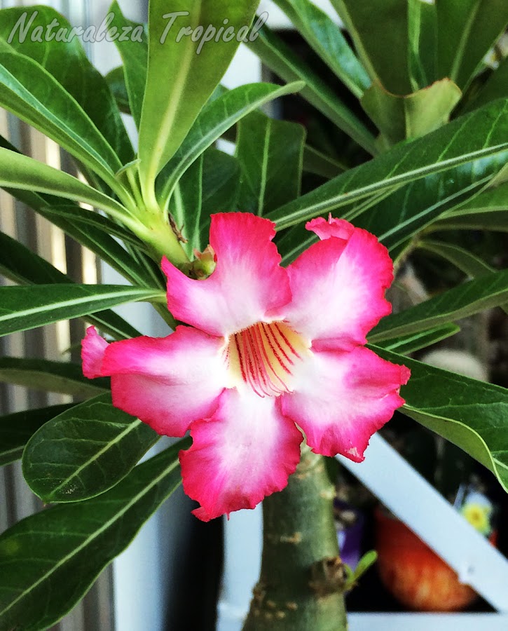 Flor de una variedad de la Rosa del Desierto, Adenium obesum