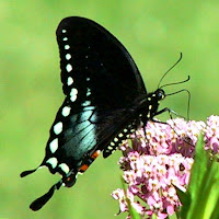 Spicebush Swallowtail ~ Butterfly of The Earth