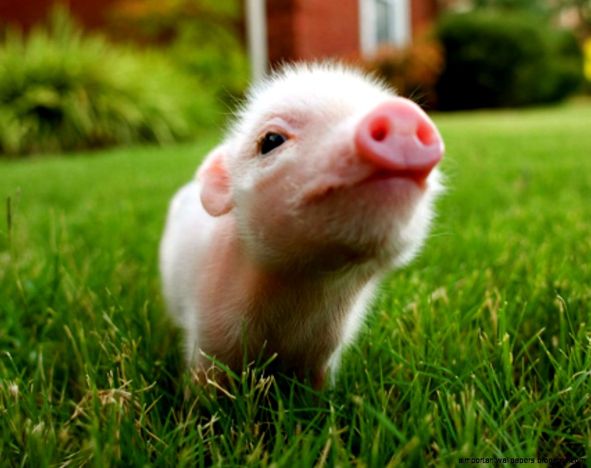 Animals Teacup Pig 1366x768px – 100 Quality HD Wallpapers