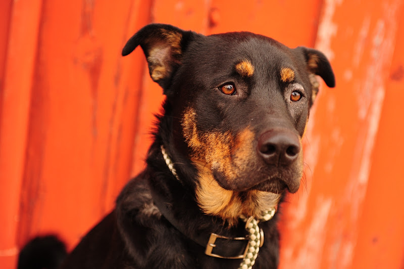 Ross Dance Photography: Bru: Adoptable Rottweiler-Shepherd Mix