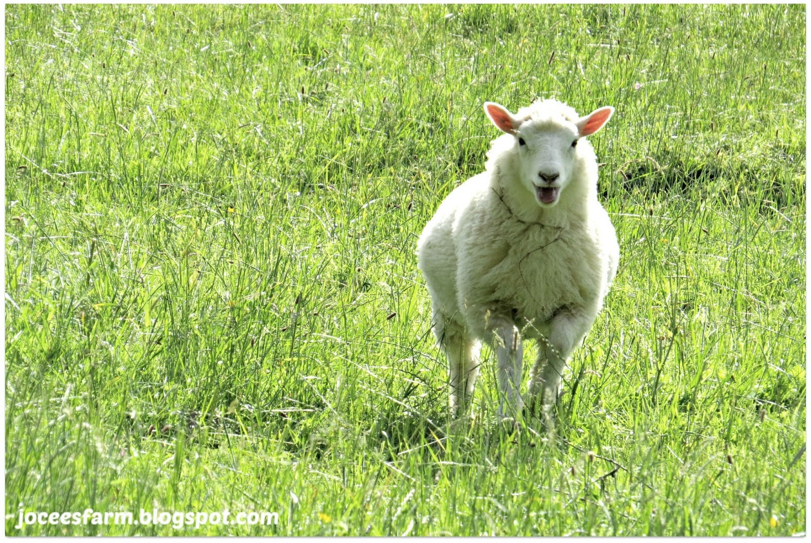 Jocees Farm Our pet lamb
