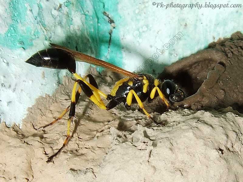 Mud Dauber Wasp Nature, Cultural, and Travel Photography Blog