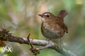 Download Suara Mp3 Burung Jongkangan Download Mp3 Suara Burung