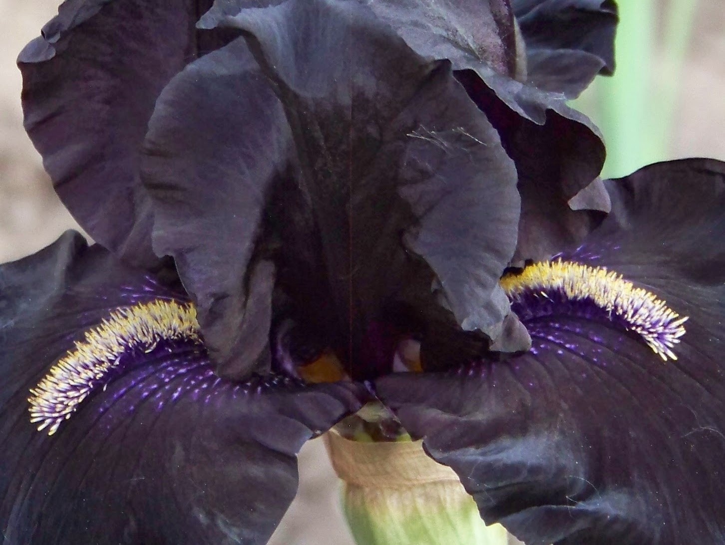 black is black bearded iris