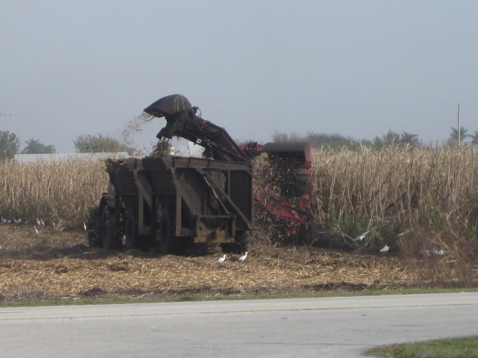 Deckers on the Road Sugar Cane Harvest in Southern Florida