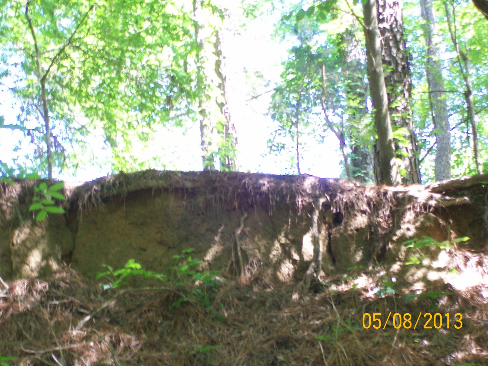 Rockhounding Around Mississippi Petrified Forest, Flora MS