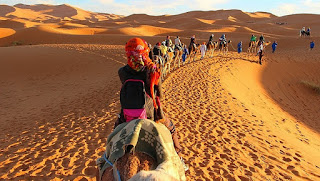 Pilgrims may soon travel to Madinah on camel backs