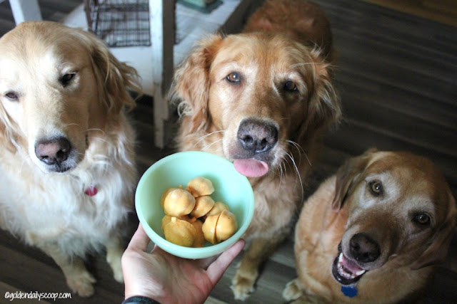 three golden retrievers waiting to eat pumpkin spice dog treats